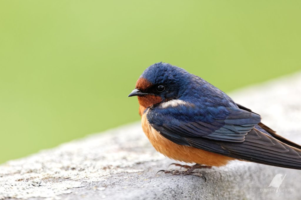 Chronique J'aime les oiseaux : c'est l'heure du quiz !