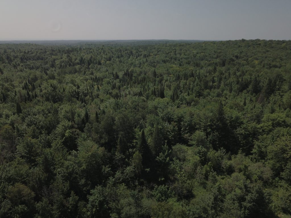 Am&eacute;nagements forestiers&nbsp;: consultations en Matawinie