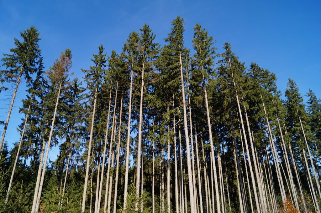 Prolongation de la consultation sur les am&eacute;nagements forestiers