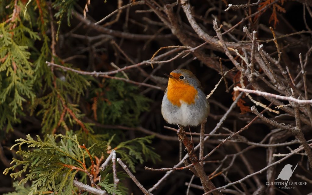 Chronique J'aime les oiseaux : Alain Rivard discute avec Justin Lapierre sur un Rougegorge familier qui fait jaser. Vendredi 16 janvier 2026.