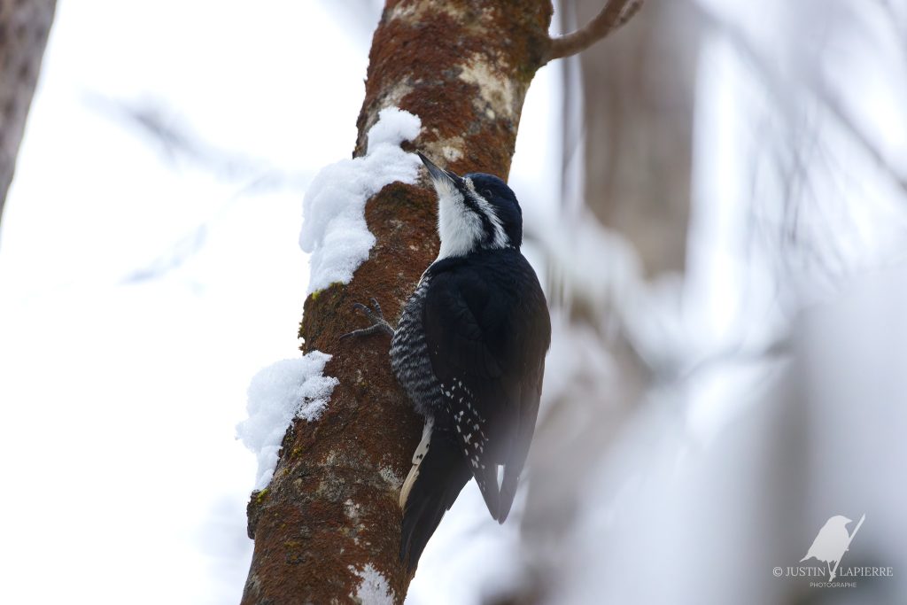 Chronique J'aime les oiseaux : suggestions de sorties ornithologies pour le week-end avec Alain et Justin !