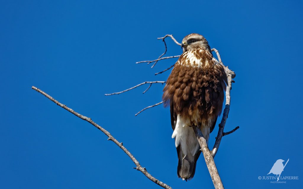 Chronique J'aime les oiseaux : suggestion de sorties ornithologiques pour le week-end dans Lanaudi&egrave;re avec Alain et Justin