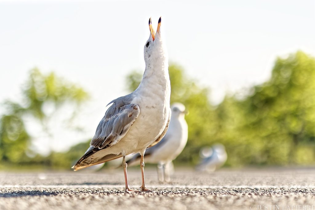 Chronique J'aime les oiseaux : les diff&eacute;rences entre mouettes et go&eacute;lands expliqu&eacute;es.