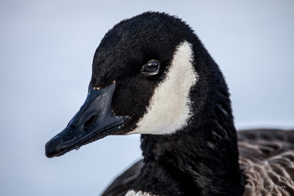 Chronique J'aime les oiseaux avec Justin Lapierre : la Bernache du Canada.