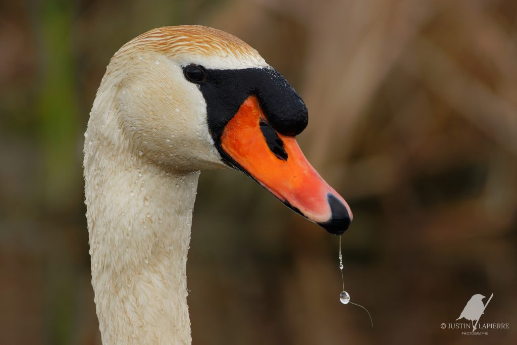 Chronique J'aime les oiseaux : Alain et Justin discutent du Parc national de la Pointe Pel&eacute;e.