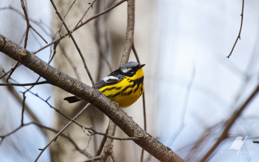 Chronique J'aime les oiseaux : Justin vous invite &agrave; sortir pour le long week-end !