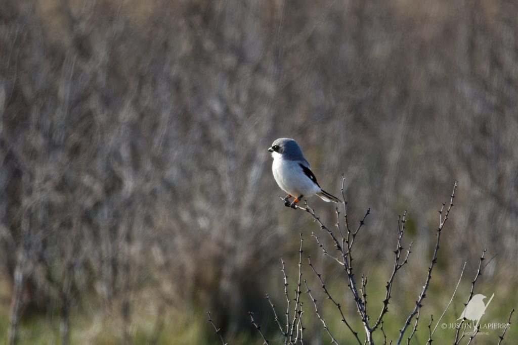 Chronique J'aime les oiseaux avec Justin Lapierre : retour sur Pointe Pel&eacute;e et discussion sur le vagabondage.